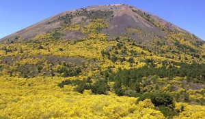 ginestre-vesuvio-vulcanosolfatara