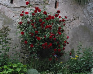 20130531_1086_RR_w600
